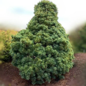 Pinus parviflora ‘Bonnie Bergman’