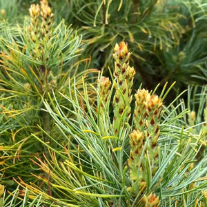 Pinus parviflora ‘Bonnie Bergman’