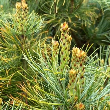 Pinus parviflora ‘Bonnie Bergman’