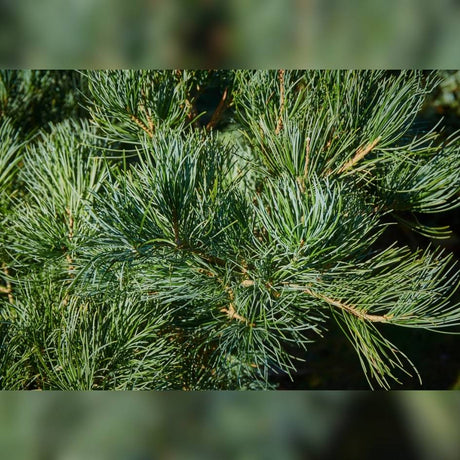 Close-up of soft silvery blue-green Pinus parviflora f. glauca needles.