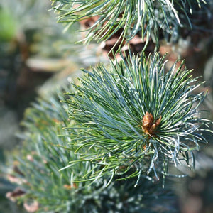 Pinus parviflora ‘Negishi’