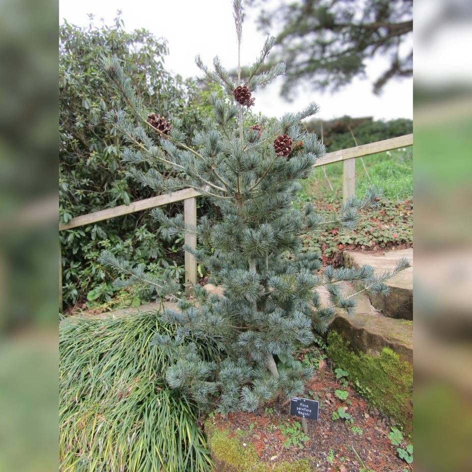 Pinus parviflora ‘Negishi’