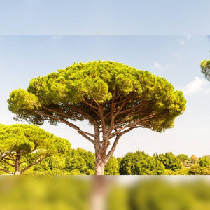 Pinus pinea