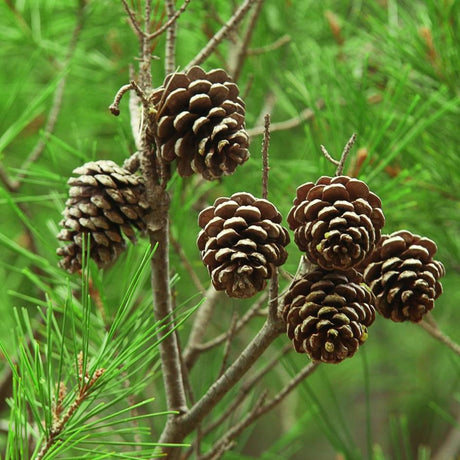 Cluster of rounded brown Pinus pinea cones hanging among long needles.
