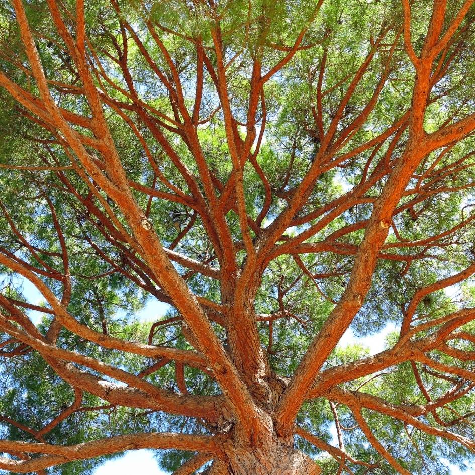 Pinus pinea