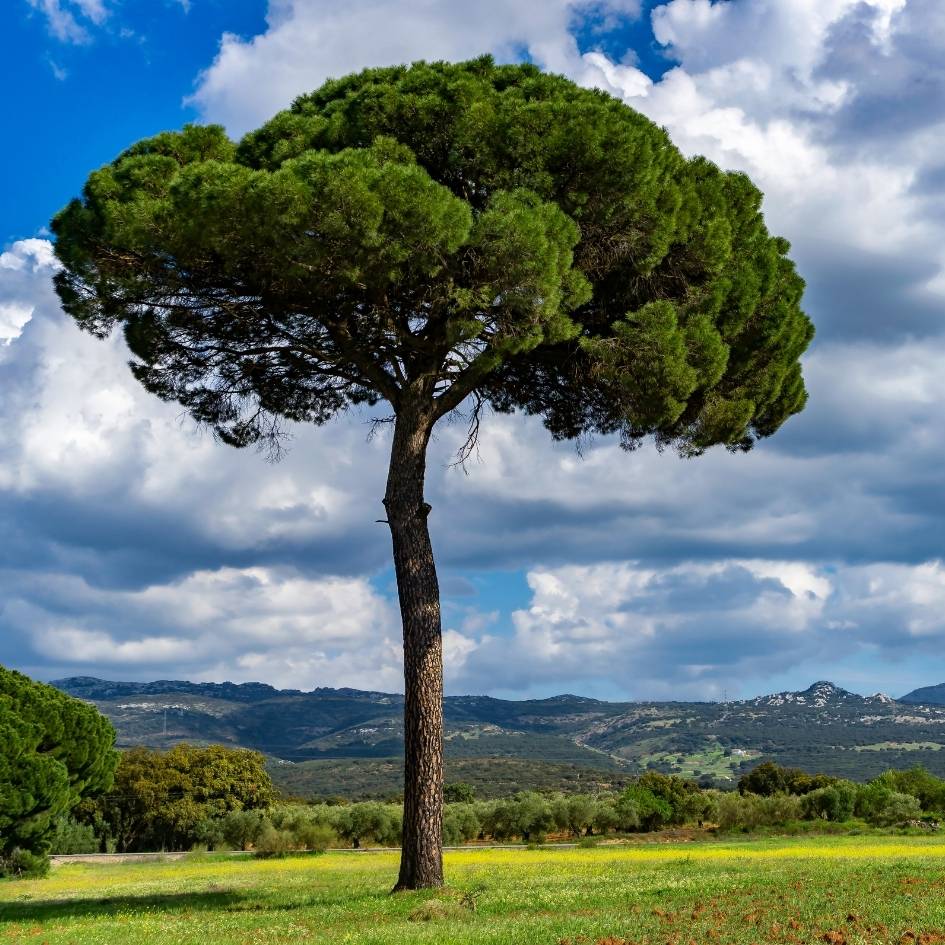 Pinus pinea