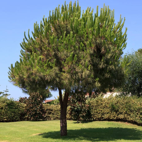 Mature Pinus pinea with a broad umbrella-shaped crown above a straight trunk.