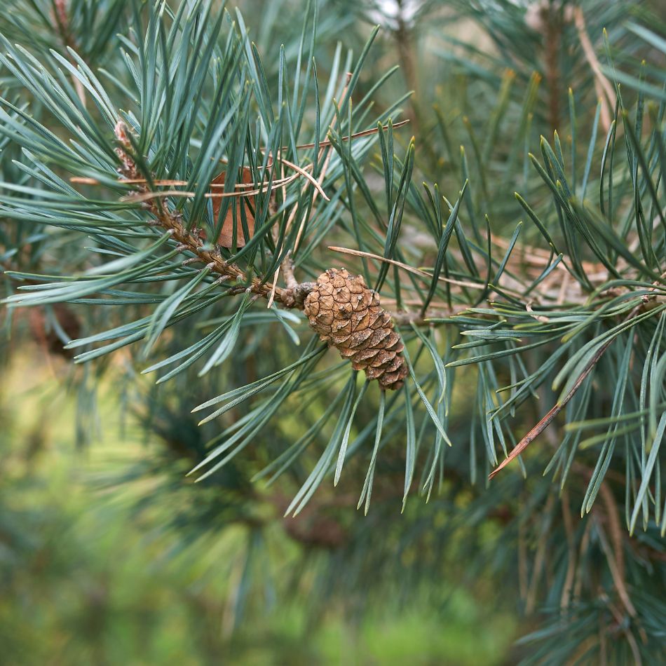 Pinus sylvestris