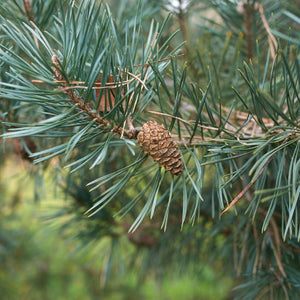 Pinus sylvestris