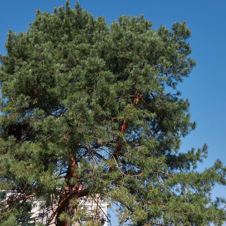 Mature Scots pine with a broad irregular crown silhouetted against clear blue sky.