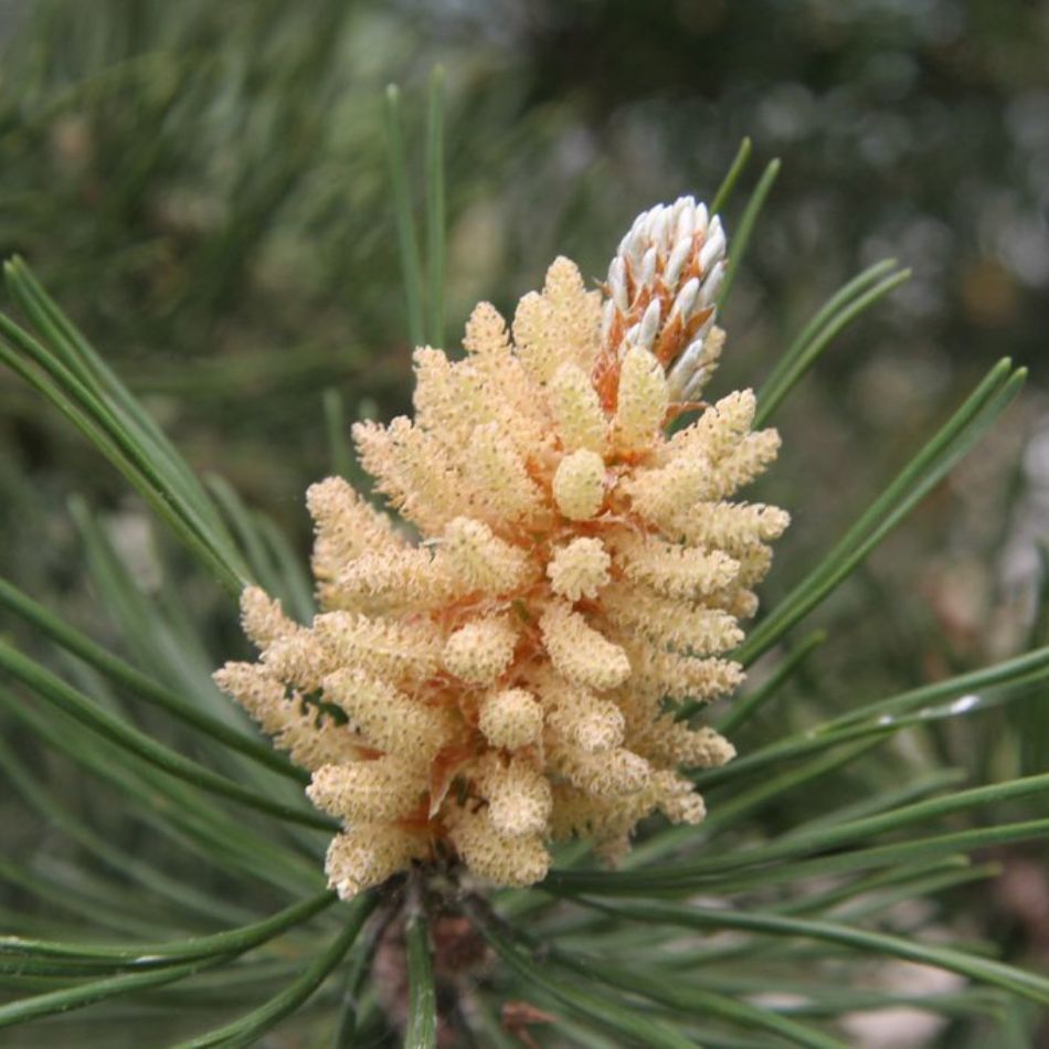 Pinus sylvestris