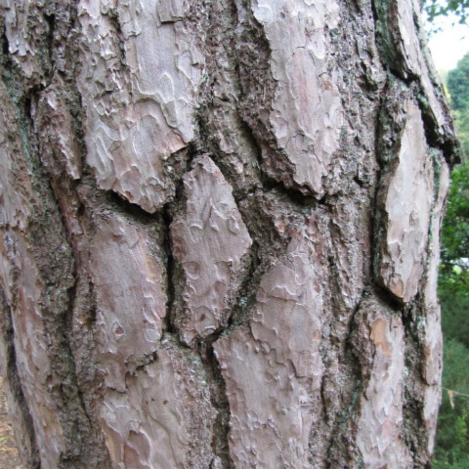 Pinus sylvestris