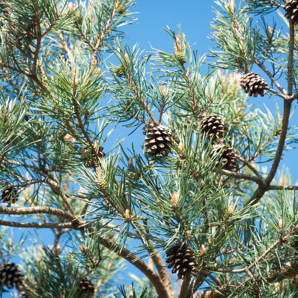 Pinus sylvestris