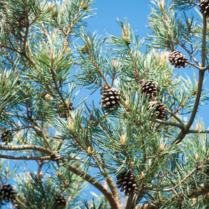 Pinus sylvestris