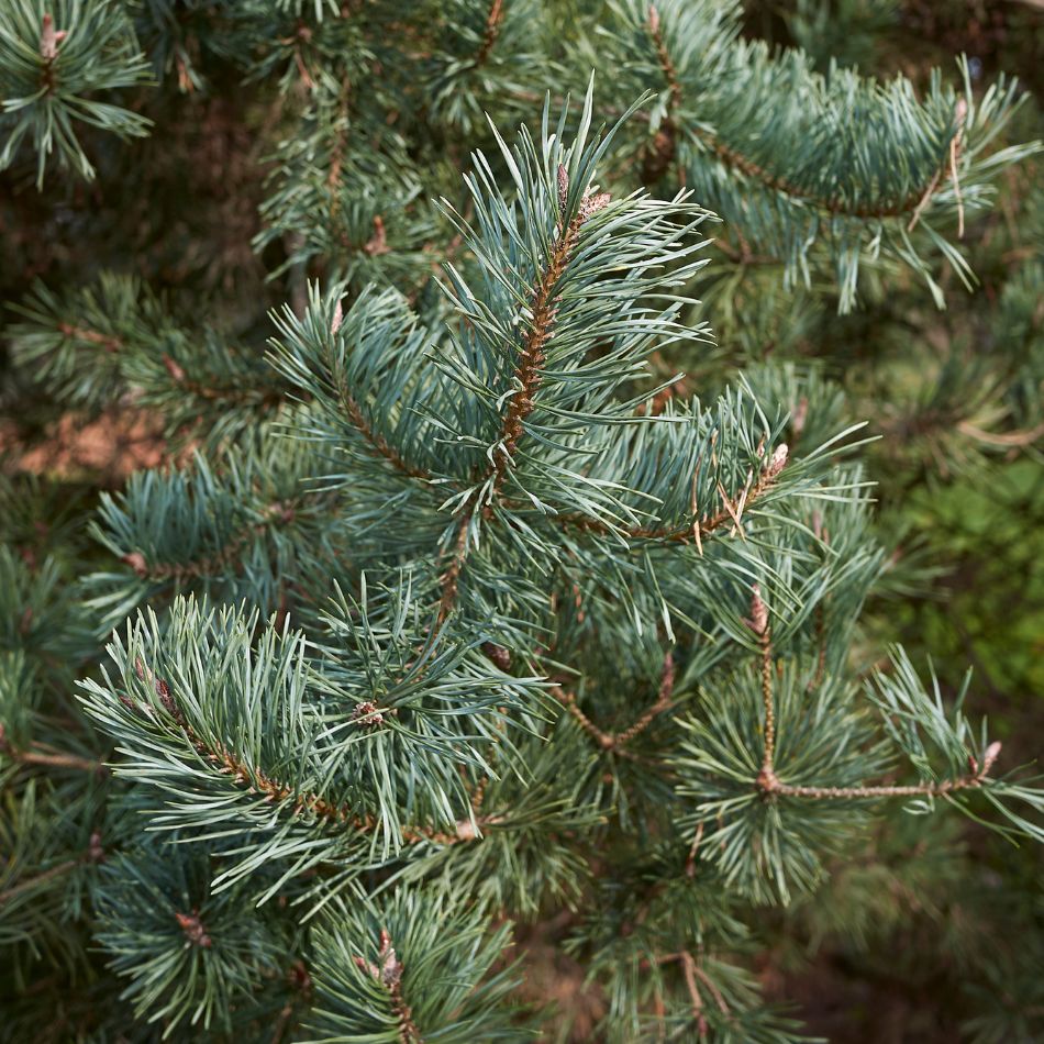 Pinus sylvestris