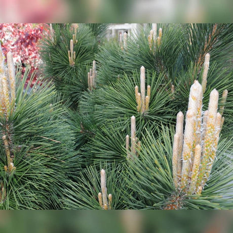 Pinus thunbergii ‘Thunderhead’