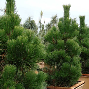Pinus thunbergii ‘Thunderhead’