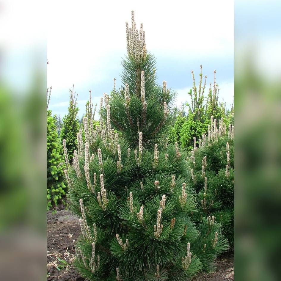 Pinus thunbergii ‘Thunderhead’