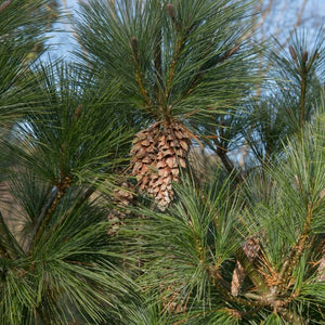 Close-up of a large brown cone among long Pinus × schwerinii ‘Wiethorst’ needles.