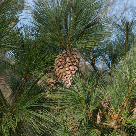 Close-up of a large brown cone among long Pinus × schwerinii ‘Wiethorst’ needles.