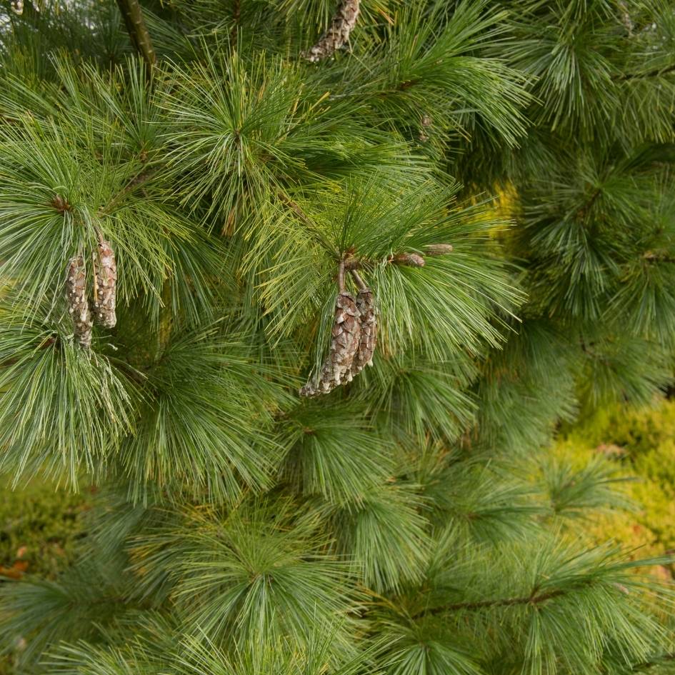 Long blue-green Pinus × schwerinii ‘Wiethorst’ needles surrounding pendant young cones.
