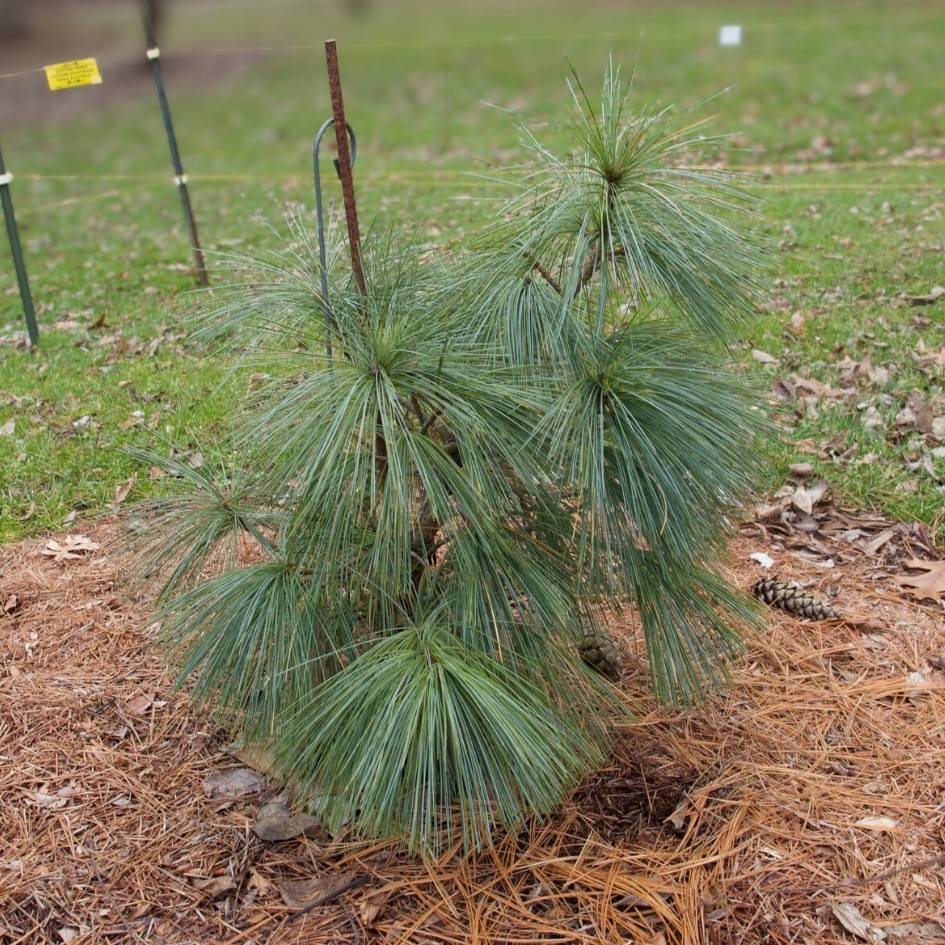 Small newly planted Pinus × schwerinii ‘Wiethorst’ with a compact conical habit.