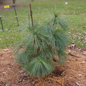 Small newly planted Pinus × schwerinii ‘Wiethorst’ with a compact conical habit.