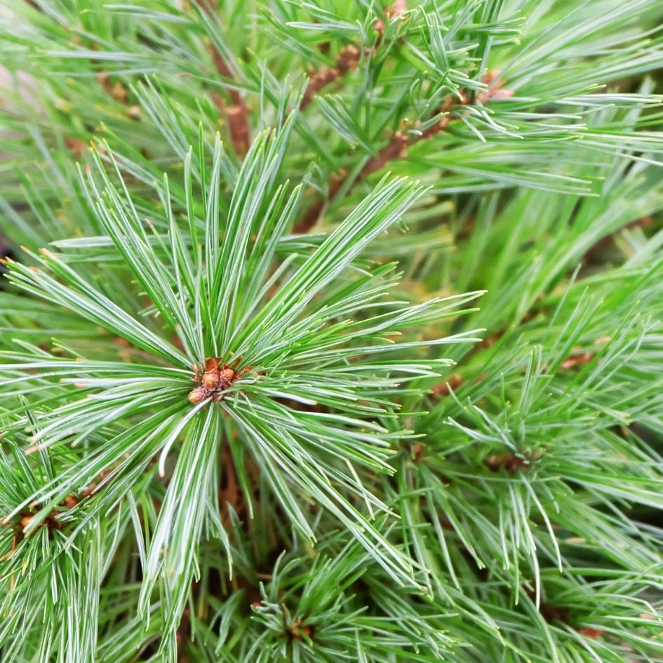 Close-up of fine Pinus × schwerinii ‘Wiethorst’ needles radiating around red buds.