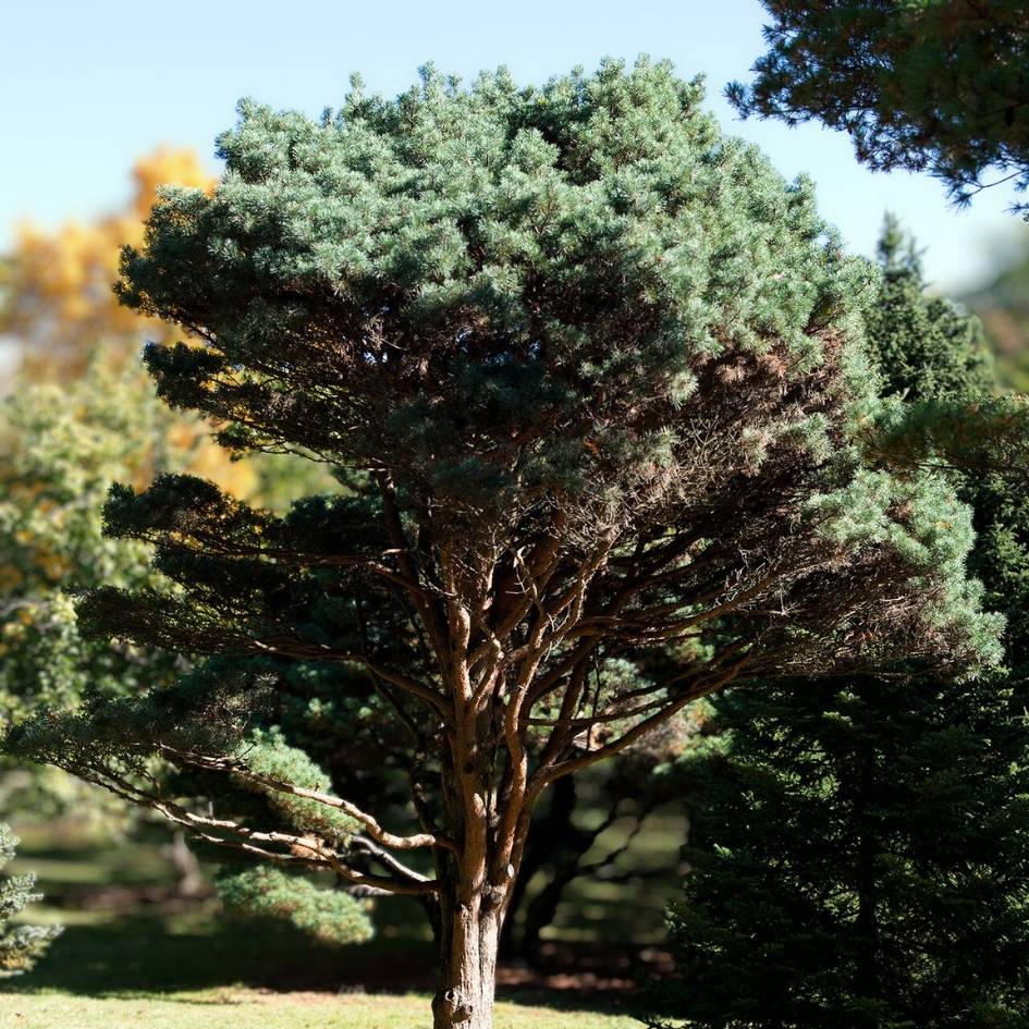 Mature Pinus × schwerinii ‘Wiethorst’ with a broad irregular crown and layered branches.