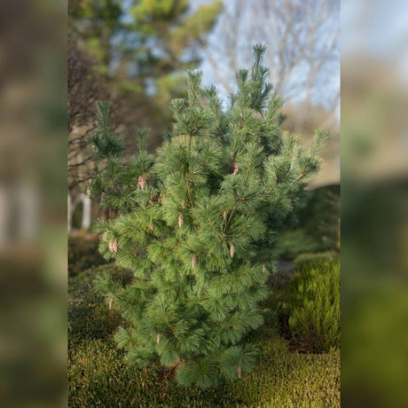 Young columnar Pinus × schwerinii ‘Wiethorst’ with soft blue-green needles.