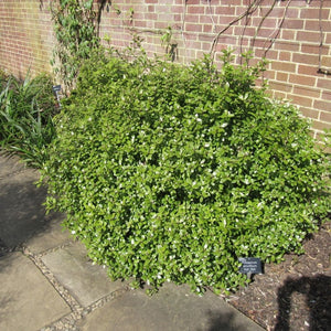 Compact Pittosporum ‘Golf Ball’ shrub forming a neat dome beside a brick wall.