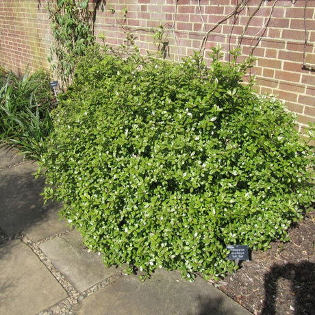 Compact Pittosporum ‘Golf Ball’ shrub forming a neat dome beside a brick wall.