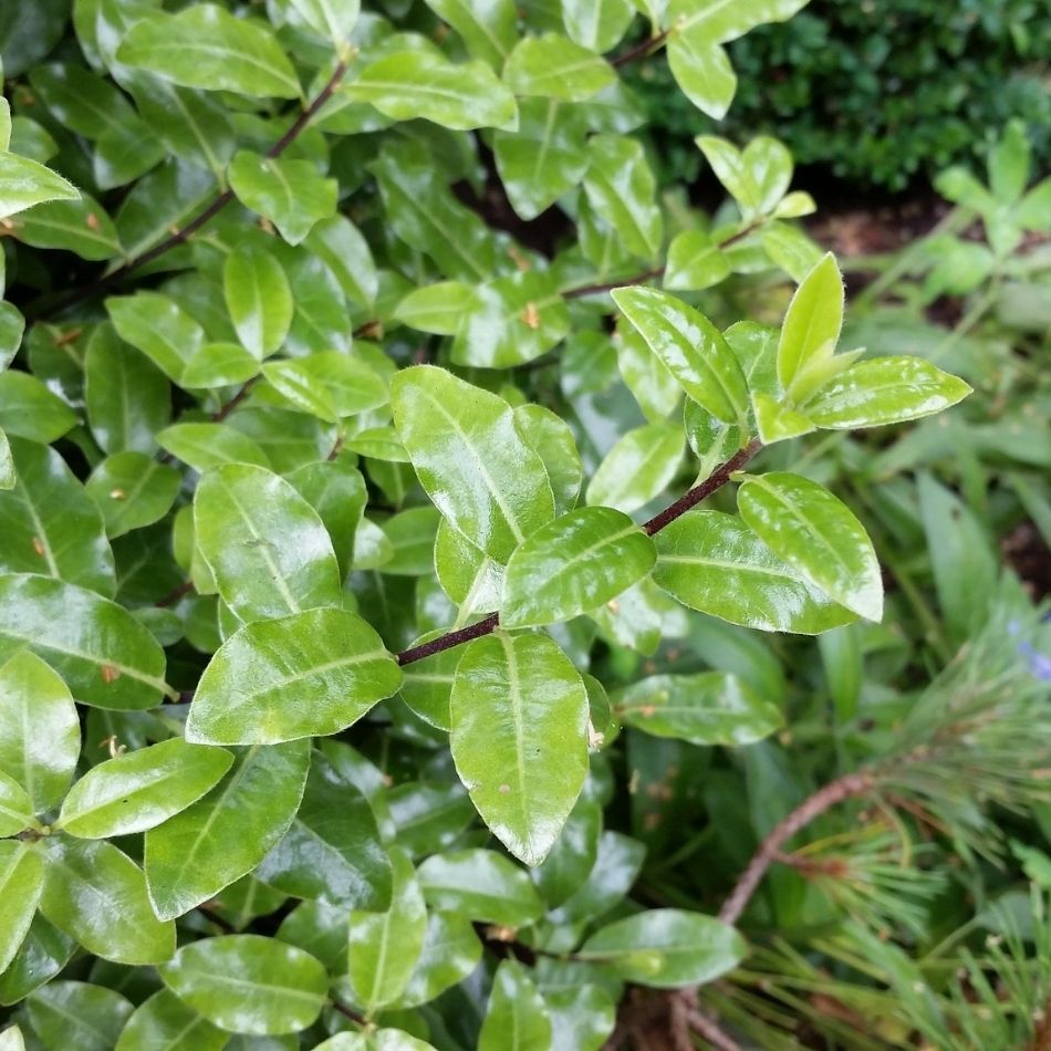 Close-up of glossy oval green leaves on Pittosporum ‘Golf Ball’.