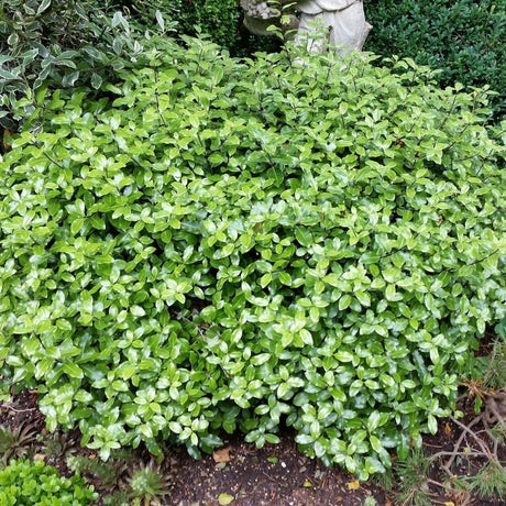 Rounded Pittosporum ‘Golf Ball’ mound with dense bright green foliage in a border.