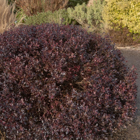 Rounded Pittosporum ‘Tom Thumb’ shrub with dense chocolate-purple leaves.
