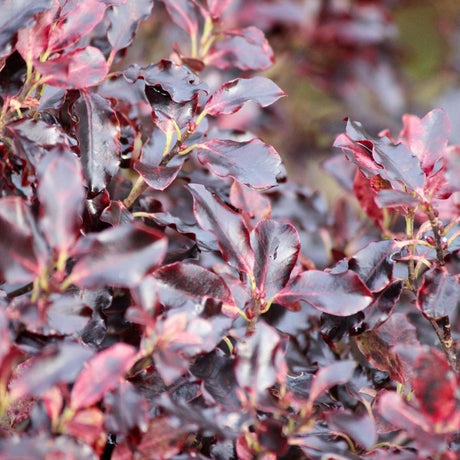 Close-up of dark purple and burgundy Pittosporum ‘Tom Thumb’ foliage.