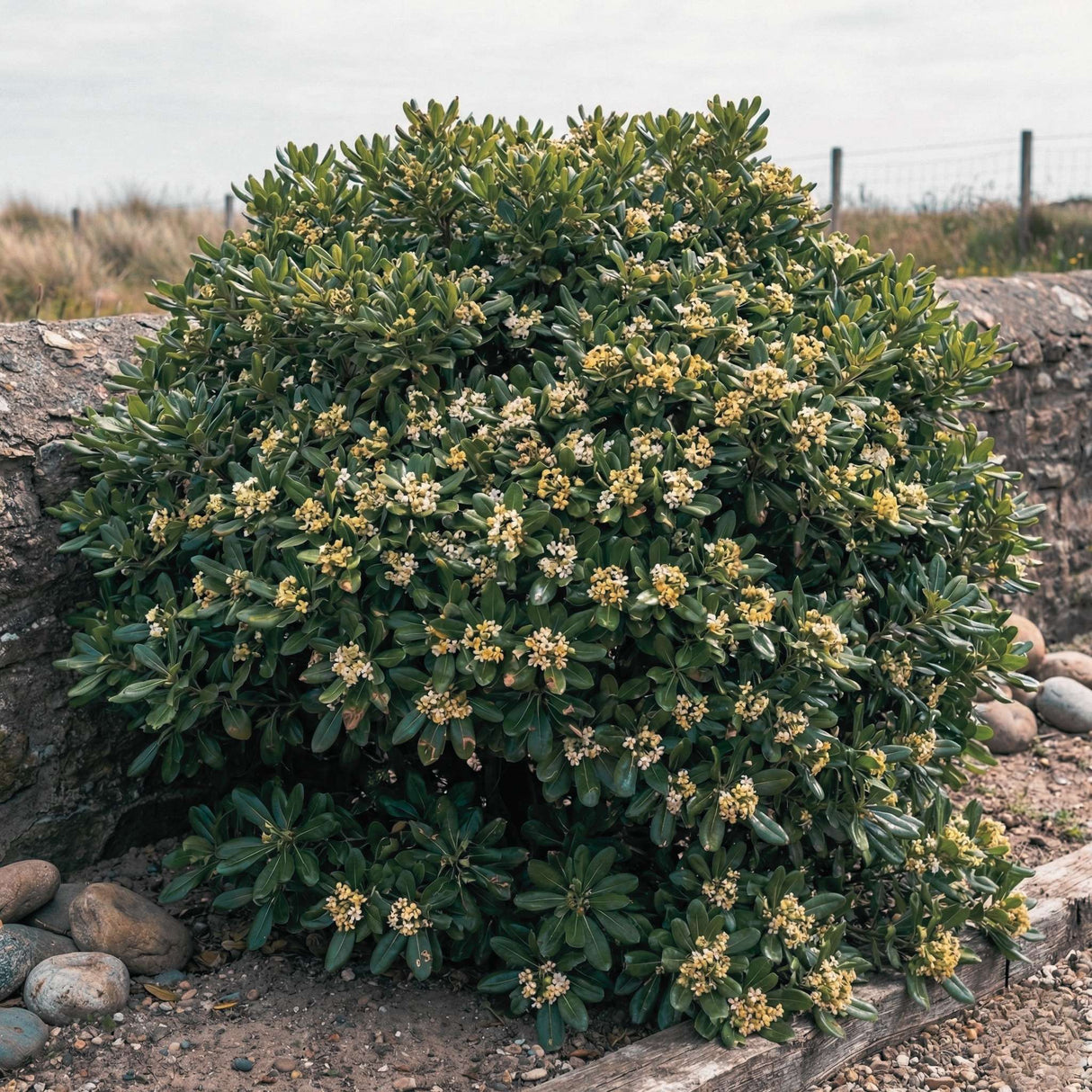 Pittosporum tobira