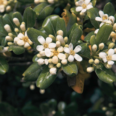 Close-up of fragrant creamy white Pittosporum tobira flowers and rounded buds.