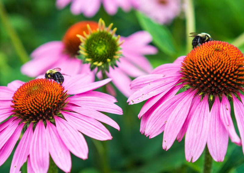 Bees feeding on pink coneflower blooms in a pollinator friendly garden, with rich orange flower centres and soft green foliage.