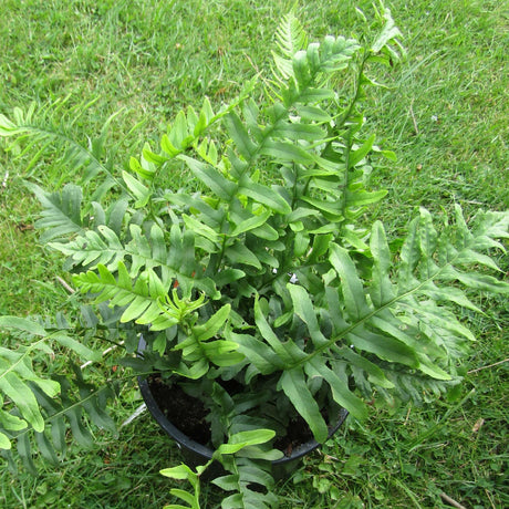 Polypodium vulgare growing as a fresh green clump in a nursery pot.