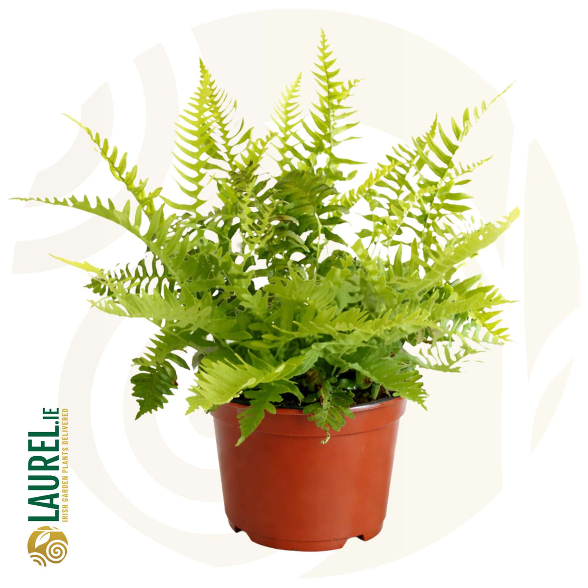 Potted Polypodium vulgare with arching divided green fronds on a white background.