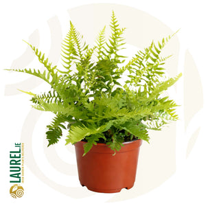 Potted Polypodium vulgare with arching divided green fronds on a white background.