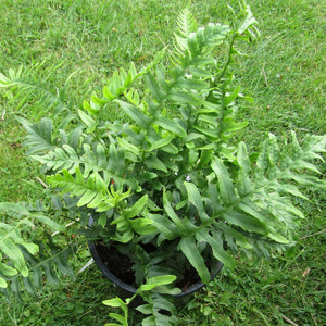 Polypodium vulgare
