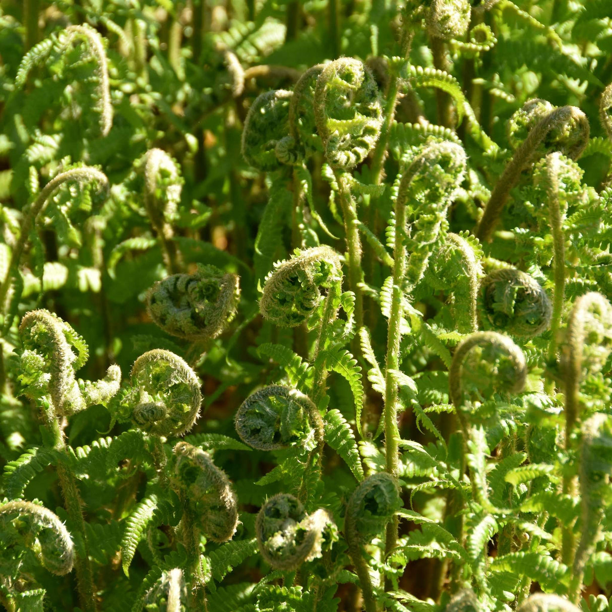 Polystichum braunii