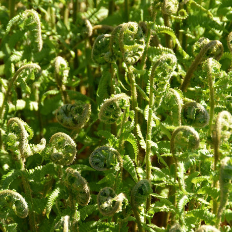 Polystichum braunii