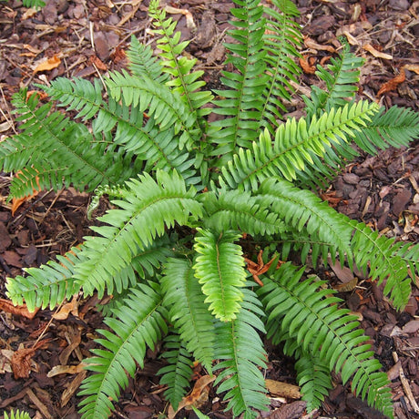 Neat rosette of Polystichum munitum fronds growing in a mulched border.
