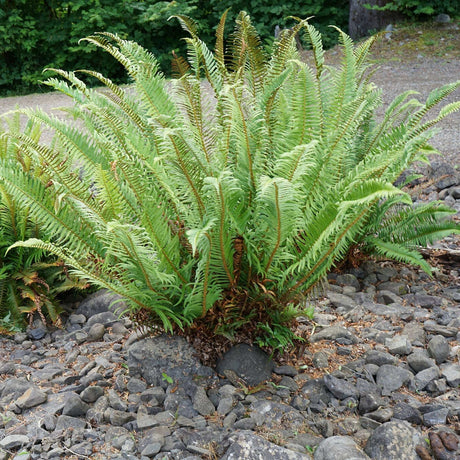 Vase-shaped Polystichum munitum with tall arching green fronds in gravel.