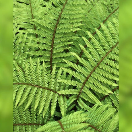 Polystichum polyblepharum