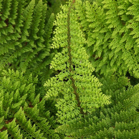 Close-up of finely divided bright green Polystichum setiferum foliage.