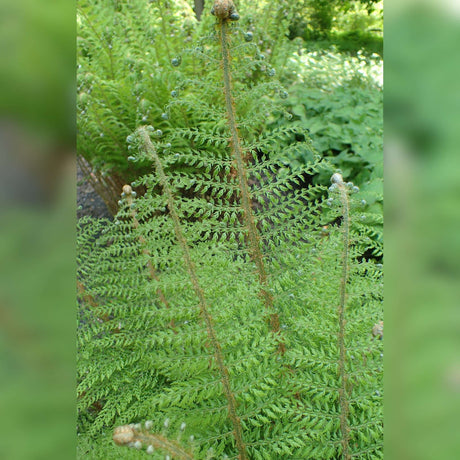 Polystichum setiferum ‘Herrenhausen’